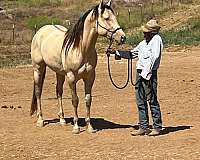 foundation-bred-homozygous