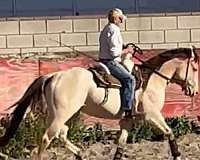 champagne-dun-horse