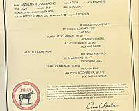 champagne-dun