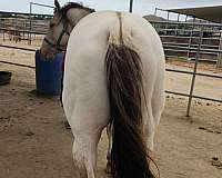 foundation-quarter-horse
