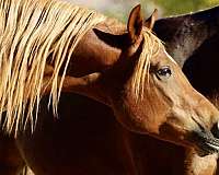 gentle-arabian-horse