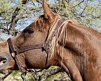 gentle-for-the-family-arabian-horse