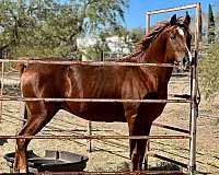 recreational-arabian-horse