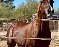 trail-arabian-horse