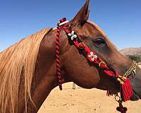 trail-riding-arabian-horse