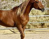 family-horse-arabian
