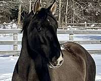 dun-w-blk-points-white-socks-horse