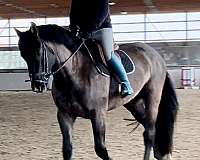 black-irish-draught-horse