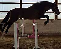 dun-irish-draught-horse