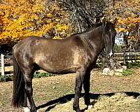 dun-factor-irish-draught-horse