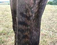 four-year-old-irish-draught-horse