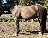 grulla-irish-draught-horse