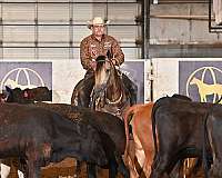 buckskin-aqha-fqhr-abra-stallion