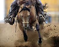 buckskin-aqha-fqhr-abra-horse