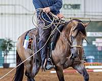 aqha-fqhr-abra-stallion