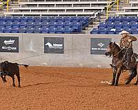 aqha-fqhr-abra-quarter-horse-stallion