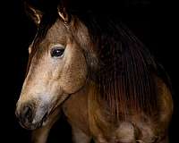 aqha-fqhr-abra-quarter-horse