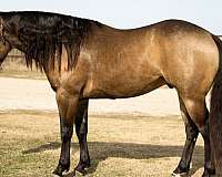 aqha-fqhr-abra-horse