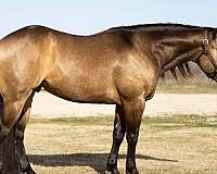 all-around-quarter-horse