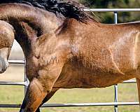 calf-roping-quarter-horse