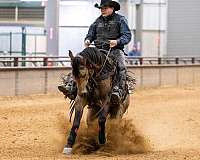 cutting-quarter-horse