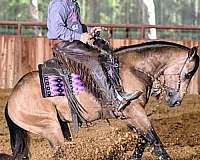 double-registered-quarter-horse