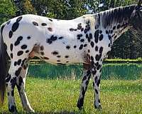 j-great-spot-stallion