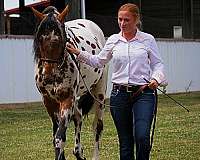 jas-rockin-robin-stallion