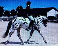 leopard-horse