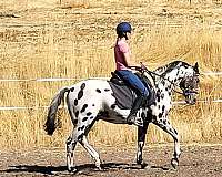 appaloosa-sport-horse-stallion