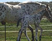 appaloosa-stallion-horse