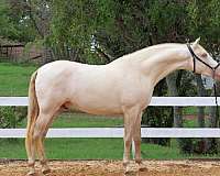 buckskin-perlino-champion-horse