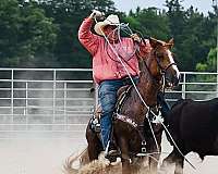 red-roan-blaze-rf-sock-hind-stockings-horse