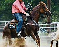 dual-rey-quarter-horse