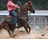dual-smart-rey-quarter-horse