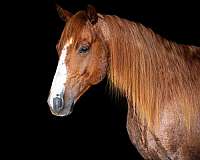 ginger-pepto-quarter-horse