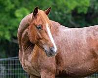 the-smart-look-quarter-horse