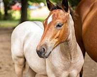 dual-rey-horse