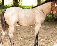 dual-smart-rey-horse
