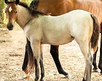 ginger-pepto-horse