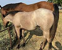 peptoboonsmal-horse