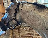 blue-roan-all-around-color-producer-horse