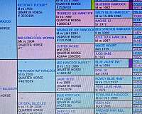 all-around-color-producer-stallion