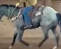 all-around-color-producer-horse