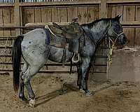 homozygous-black-horse