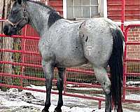 all-around-color-producer-quarter-horse