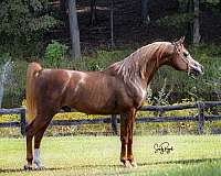 chestnut-left-hind-cannon-horse