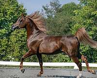 mojave-arabian-horse