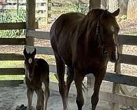 spirited-arabian-horse