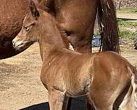 longe-line-arabian-horse